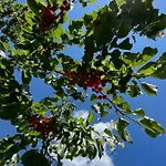 W Xix-wiecznym Spichlerzu Nad Jeziorem Z Dostepem Do Parku I Widokiem Na Dworek Modrzewiowy Z 1823 Roku Apartman *