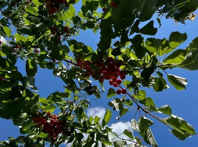 W Xix-wiecznym Spichlerzu Nad Jeziorem Z Dostepem Do Parku I Widokiem Na Dworek Modrzewiowy Z 1823 Roku Daire *